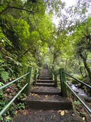 Fototapeta premium stairs between trees in a forest