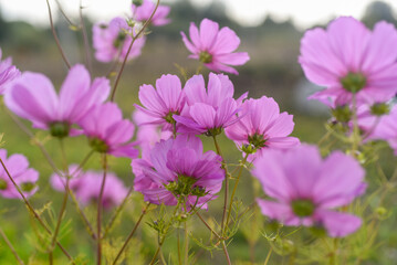 Cosmos