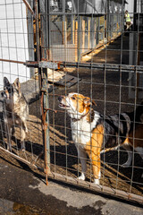 Abandoned dog behind bars in animal shelter. Rescue animals concept