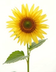 Set of bowls with various colorful Ice Cream scoops