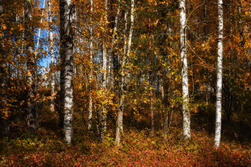 Obraz premium Vibrant colors of golden autumn. Birch grove with white trunks and multi-colored foliage in bright daylight. Fine October day. Side view from a close distance