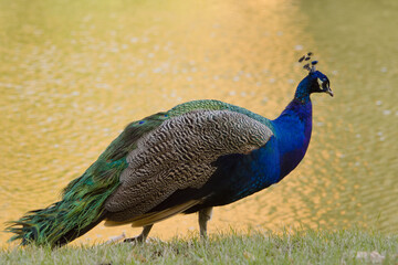Fototapeta premium peacock in the park