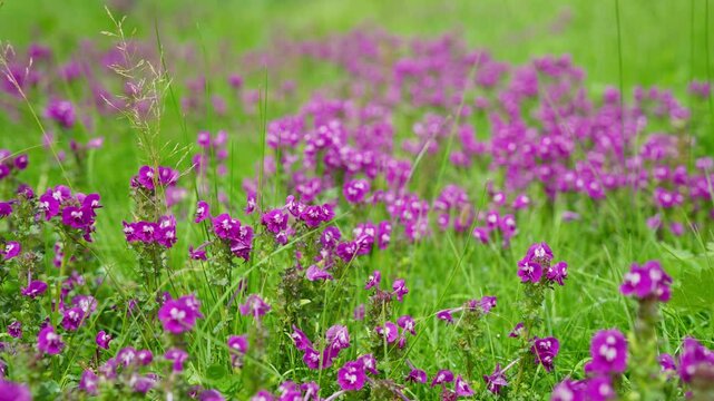 A movement close up shot of the beautiful pink magenta wild flowers thriving in the lush green meadows of the upper Himalaya mountains during a blooming or summer season. 