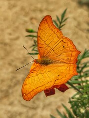 Orange butterfly on leaf