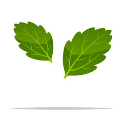 Stevia leaves vector isolated illustration