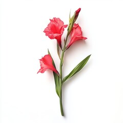 Gladiolus isolated on white background