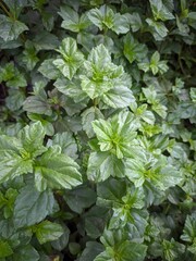 Sphagneticola trilobata, commonly known as the Bay Biscayne creeping-oxeye,merigold Singapore...