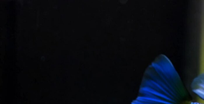 Vibrant blue guppy fish swimming in dark aquarium water, showcasing its iridescent fins and scales.  Close-up detail shot.
