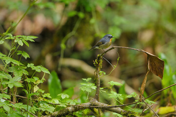 White-browed bush robin birdwashing in the forest.