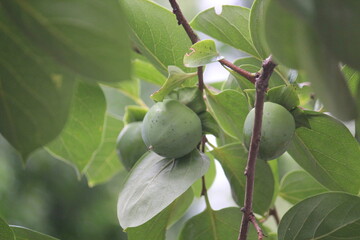Image of persimmon trees blooming on the Daecheongcheon Stream trail