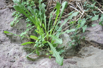 Image of blooming owls on the Daecheongcheon Stream trail