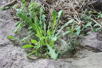 Image of blooming owls on the Daecheongcheon Stream trail