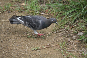 Image of pigeons searching for food on the Daecheongcheon trail