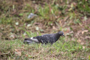 Image of pigeons searching for food on the Daecheongcheon trail