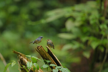 White-browed bush robin birdwashing in the forest.
