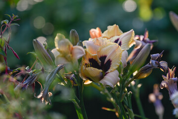 H&eacute;m&eacute;rocalle