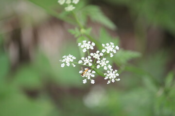 Image of a casualty blooming on the Daecheongcheon Trail