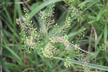 Image of beautiful dandelion blooming along the Daecheongcheon Stream trail