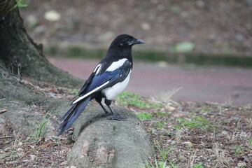 Image of a magpie searching for food on the Daecheongcheon Trail