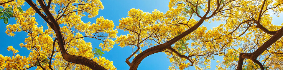 Fototapeta premium Bright yellow blossoms of a tree against a clear blue sky during springtime in a vibrant landscape. Generative AI