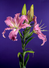 Pink Oriental lily Josephine on a purple background