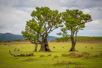 View on trees in Fanal forest on Madeira, Portugal