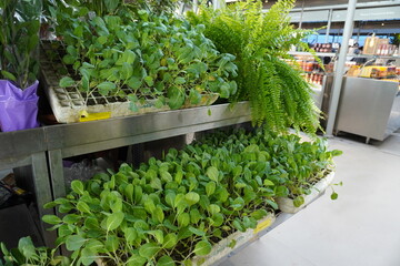 Seedlings and ferns on display at a plant nursery in an indoor market. 