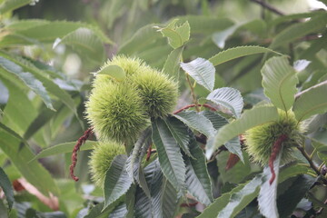 Image of blooming chestnut trees on the Daecheongcheon Stream trail