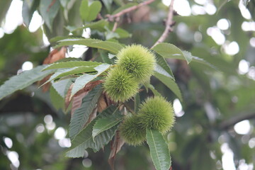 Image of blooming chestnut trees on the Daecheongcheon Stream trail