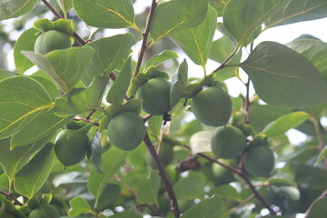 Image of persimmon trees blooming on the Daecheongcheon Stream trail