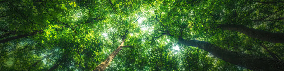 Obraz premium Lush Leafy Canopy: A verdant background of towering trees with leaves in various shades of green.