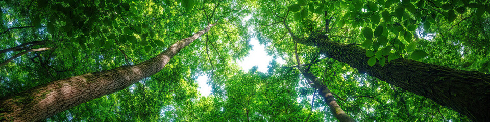 Obraz premium Lush Leafy Canopy: A verdant background of towering trees with leaves in various shades of green.