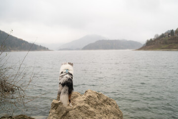 Sheltie Dog in Front of Serbian Lake