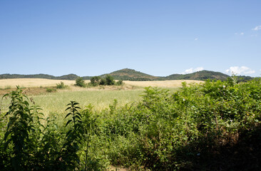 Vegetazione selvatica colline e i campi di grano a Cerveteri, nel Lazio, evidenziando il paesaggio agricolo caratterizzato da piante verdi e onde dorate di grano sotto un cielo azzurro e luminoso.