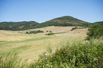 Colline e campi di grano a Cerveteri, nel Lazio, evidenziando il paesaggio agricolo caratterizzato...