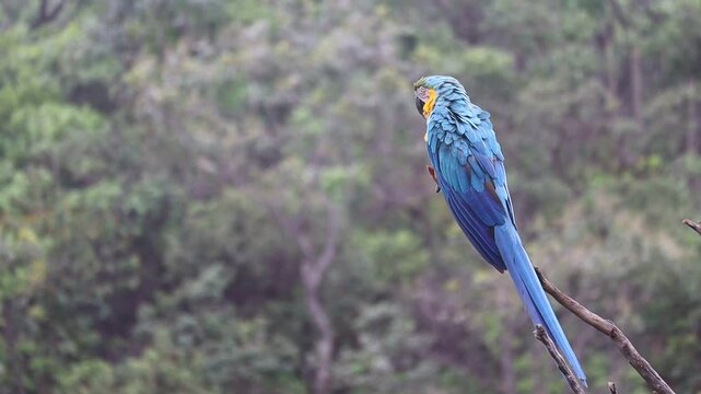 Arara Caninde, brazilian big blue bird
