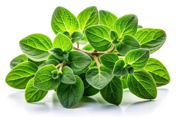 Fresh Oregano Branch with Leaves Isolated on White Background for Culinary and Herbal Use, Perfect for Cooking, Aromatherapy, and Natural Remedies