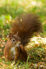 Squirrel in the park