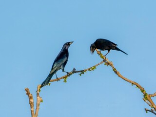 Two glossy cowbirds (Molothrus bonariensis) on the Amazon River.