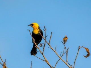 A yellow-headed blackbird (Chrysomus icterocephalus) on the Amazon River