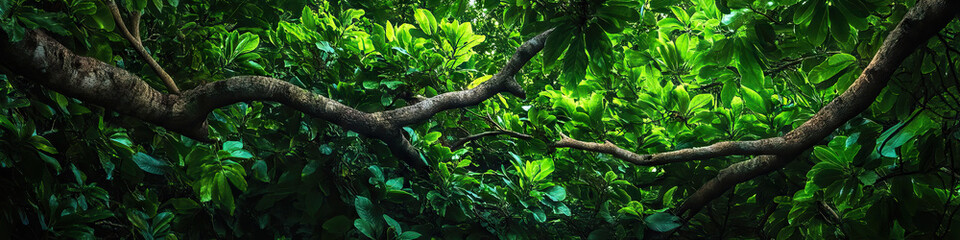 Fototapeta premium Lush Canopy of Life: A panorama of a dense rainforest, focusing on the vibrant green leaves and intertwining branches.