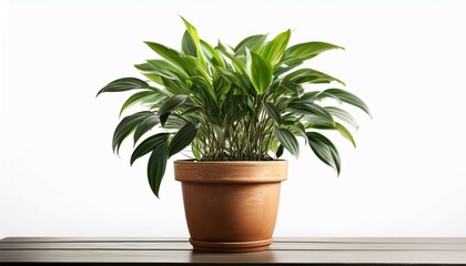 Obraz premium plant in a pot