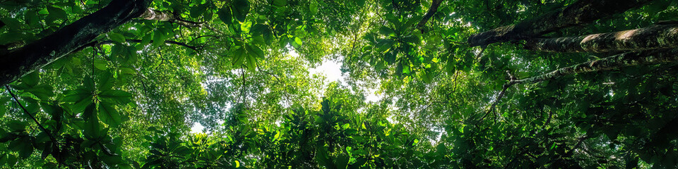 A breathtaking panoramic view of a rainforest canopy, with a dazzling array of green leaves stretching out as far as the eye can see.