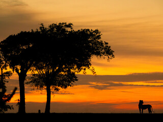 The majestic lion in sunset time 