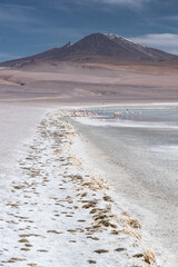 flamingos in the altiplano