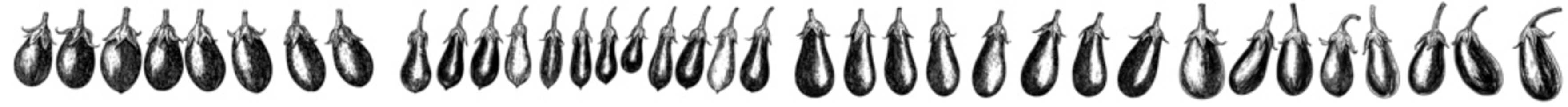Modern silhouette design with eggplant silhouettes, isolated background