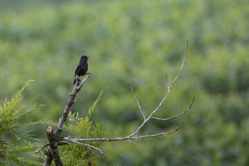 Pied bush chat (Saxicola caprata), Small bird with beautiful blur background