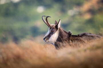 Portret kozicy tatrzańskiej © Lena