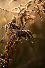 Kłosy traw, bokeh © Lena