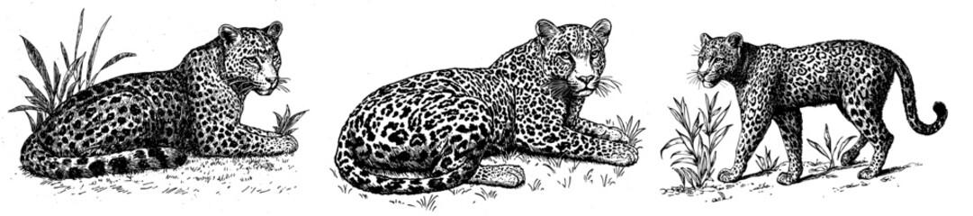 Fototapeta premium A black and white hand drawn ink sketch of a sitting leopard. Modern illustration.